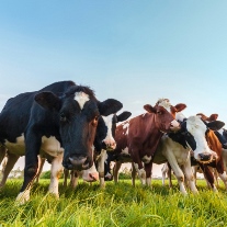 cows on farm