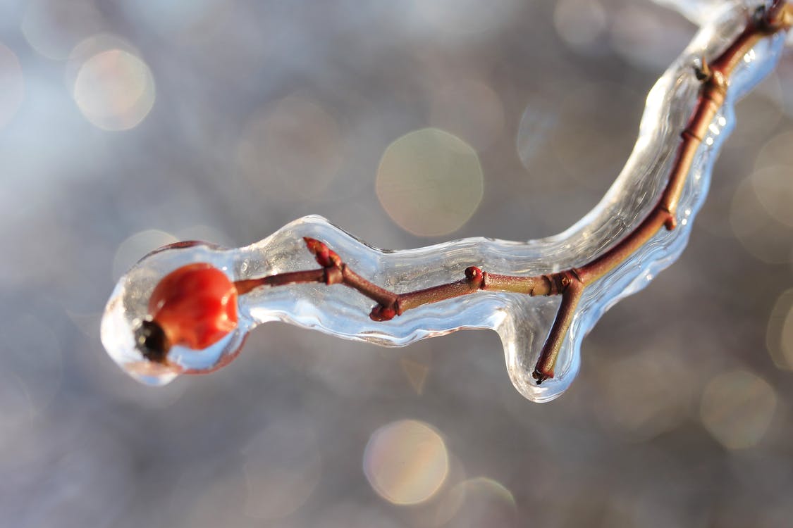 image of ice coated plant in oklahoma