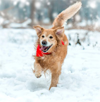 pet in snow