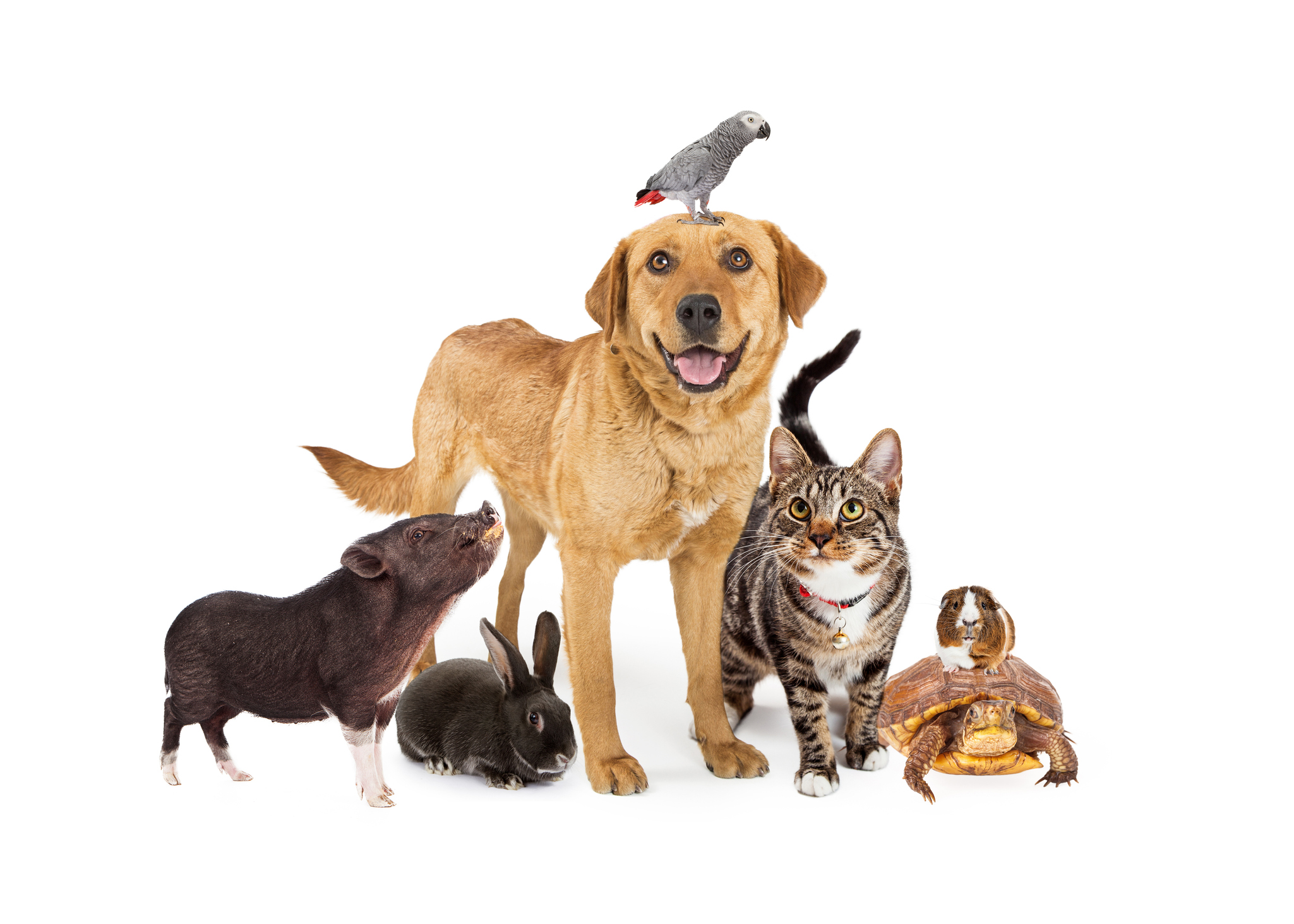 Pets as Life Insurance Beneficiaries
